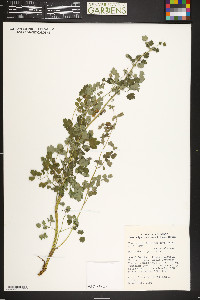 Thalictrum fendleri image