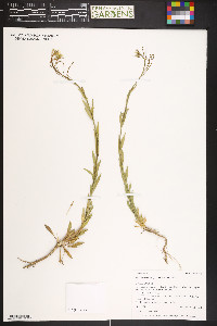 Boechera stricta image