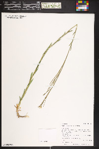 Boechera stricta image