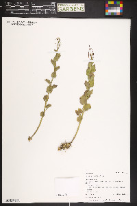 Cardamine cordifolia image