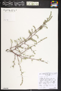 Salsola tragus image