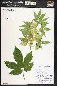 Humulus lupulus var. neomexicanus image