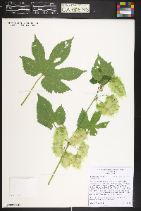 Humulus lupulus image