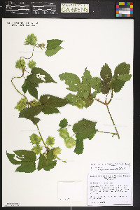 Humulus lupulus image