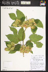 Humulus lupulus image