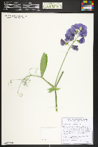 Lathyrus latifolius image