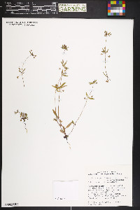 Collinsia parviflora image