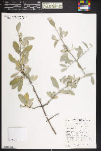 Shepherdia argentea image