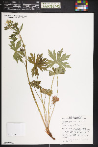 Geranium richardsonii image