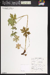 Geranium richardsonii image