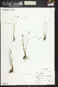 Eleocharis bolanderi image