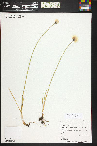 Eriophorum chamissonis image