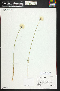 Eriophorum scheuchzeri image