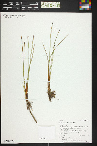 Eleocharis rostellata image