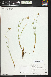 Carex arapahoensis image