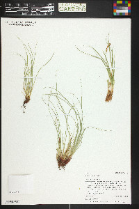 Carex geophila image