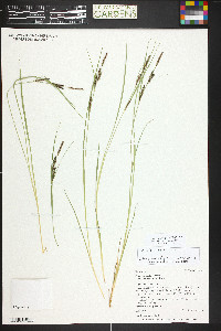 Carex kelloggii image