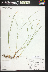 Carex geyeri image