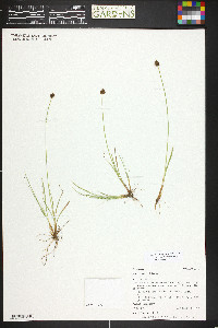 Carex illota image