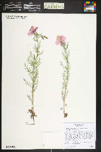 Oenothera coronopifolia image