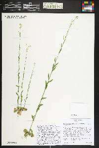 Arabis pycnocarpa image