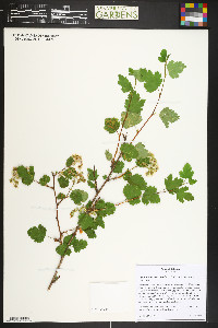 Physocarpus monogynus image