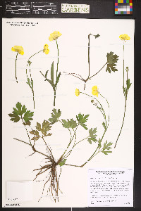 Ranunculus repens image