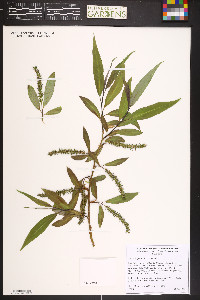 Salix × fragilis image