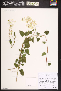 Fallopia baldschuanica image