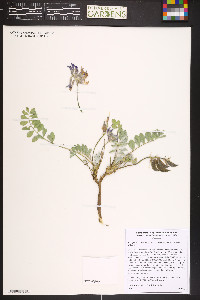 Astragalus shortianus image