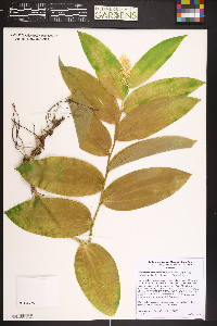 Maianthemum racemosum subsp. amplexicaule image