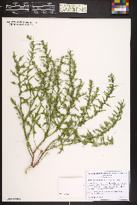 Blitum nuttallianum image