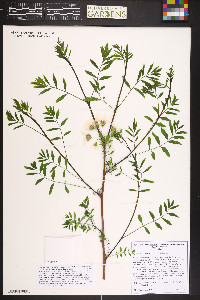 Xanthoceras sorbifolium image