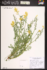 Corydalis aurea image