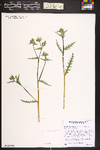 Mentzelia albicaulis image