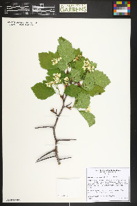 Crataegus erythropoda image