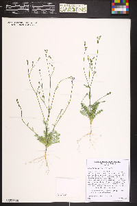 Gilia ophthalmoides image