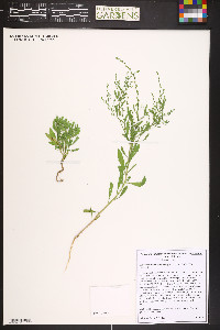 Cycloloma atriplicifolium image