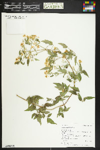 Clematis ligusticifolia image