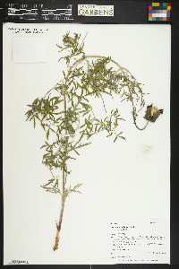 Clematis hirsutissima var. hirsutissima image