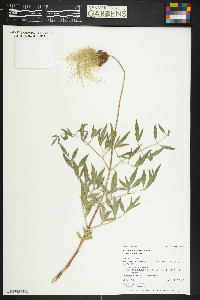 Clematis hirsutissima image