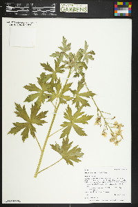 Delphinium barbeyi image