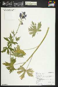 Delphinium barbeyi image