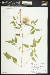 Clematis ligusticifolia image