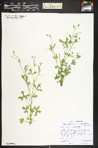 Ranunculus sceleratus image