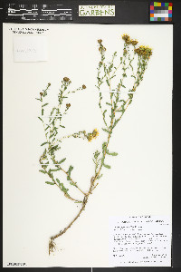 Grindelia squarrosa image