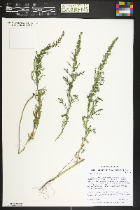 Artemisia biennis image