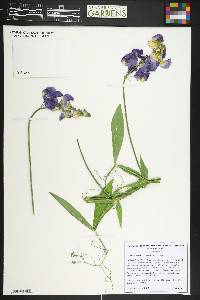 Lathyrus latifolius image