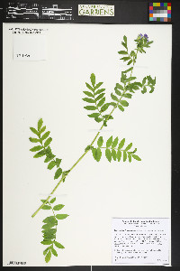 Polemonium foliosissimum image