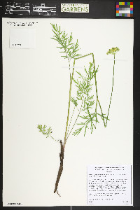 Pseudocymopterus montanus image